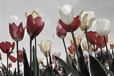 white and red flowers painting thumbnail