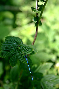 Dragonfly, Horseshoe-Azure Bridesmaid thumbnail