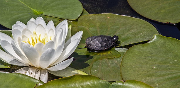 gray tortoise on green lily pad near the white lotus flower thumbnail