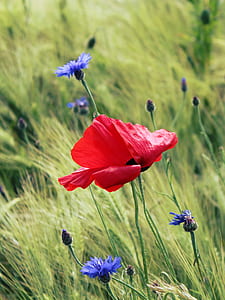 shallow focus photography of red rose thumbnail