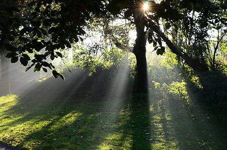 sun rays on trees and grass photograph thumbnail