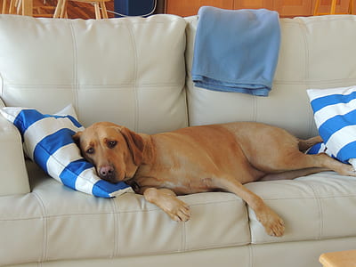 adult yellow Labrador retriever on leather sofa thumbnail