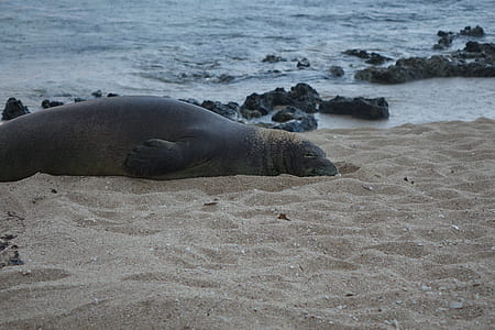 sea lion on sand beside body of water during daytime thumbnail