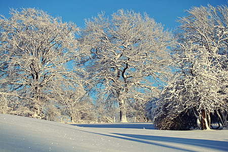 Trees Against Clear Sky during Winter thumbnail