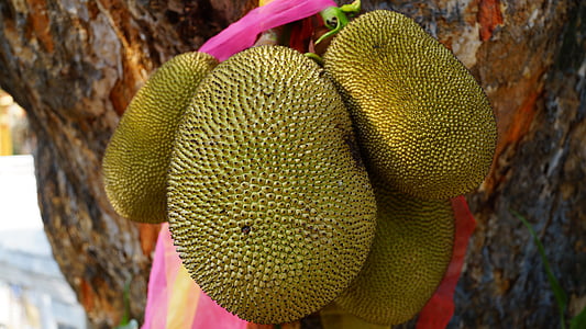 jackfruit on tree thumbnail