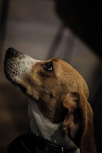 closeup photography of adult tricolor beagle thumbnail