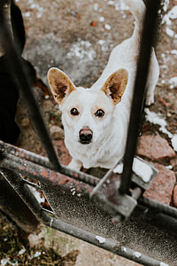 Dogs behind metal bars thumbnail