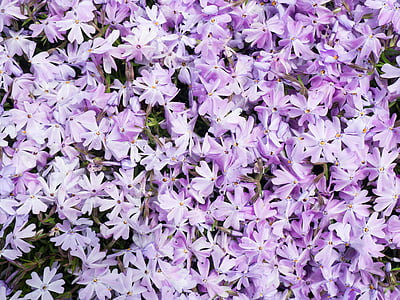 bed of purple petaled flowers thumbnail