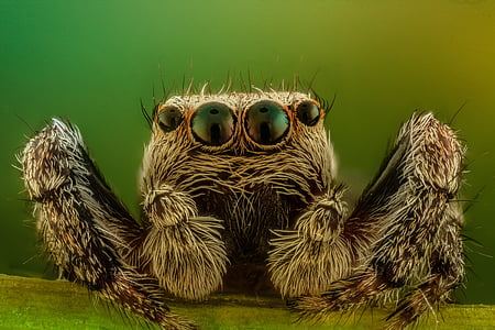 macro photography of gray jumping spider thumbnail