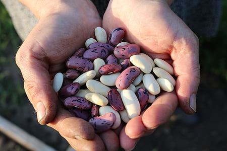 white and pink seeds on person's hand thumbnail