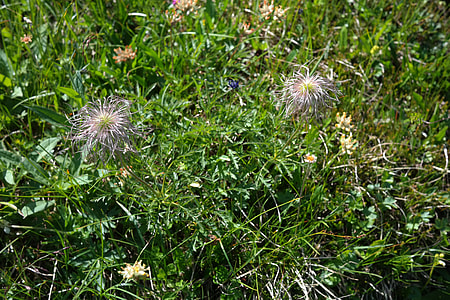 Alpine Pasqueflower, Faded thumbnail