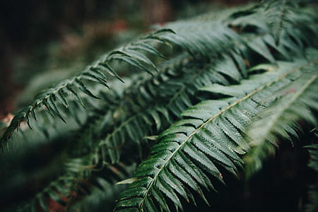selective focus photography of fern plants thumbnail
