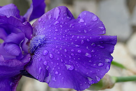 purple petaled flower with water drop thumbnail