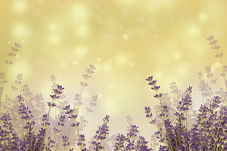 landscape photo of lavenders thumbnail