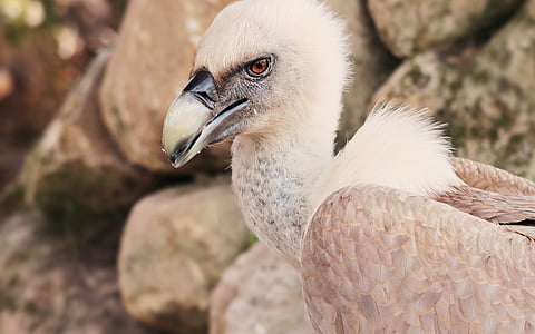 white and brown eagle thumbnail