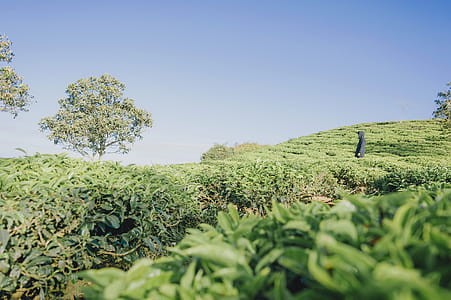 Green Plants Covered Terrain thumbnail