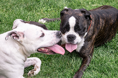 Dogs, American Stafford thumbnail