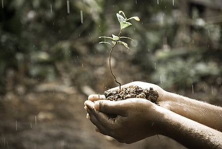 young plant with soil held by hands thumbnail