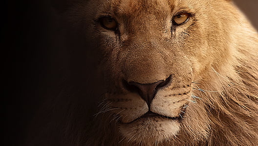 close up photography of male lion thumbnail