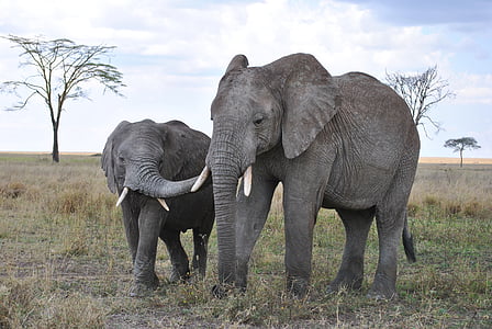 two gray elephants thumbnail
