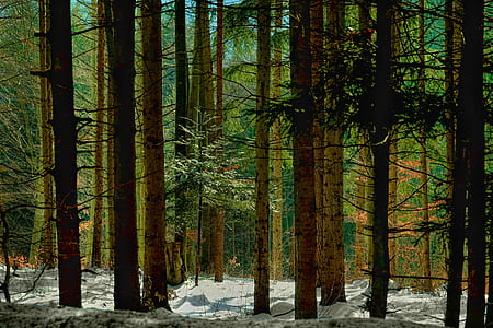 brown trees surrounded with snow during daytime thumbnail
