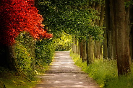 trees beside the road thumbnail