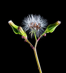 White Dandelion and 2 Green Buds Againts Black Background thumbnail