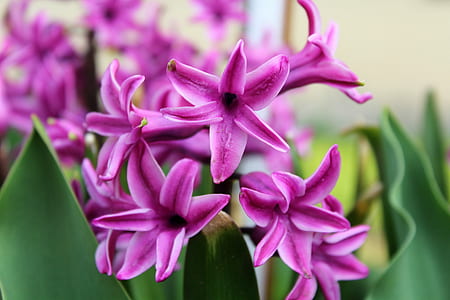 close-up photography of purple petaled flowers thumbnail