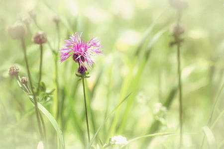 selective focus photo of pink cornflower thumbnail