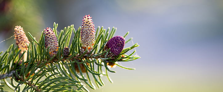 close photo of purple petaled flowers thumbnail