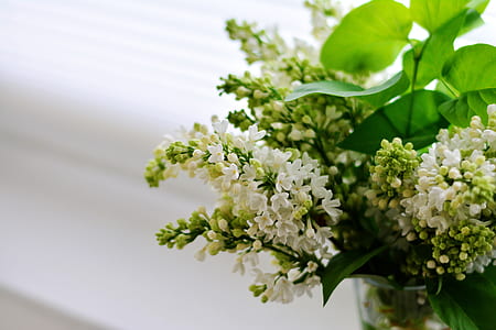 selective focus photo of white lilacs thumbnail