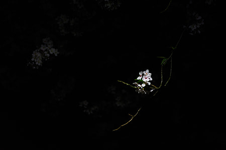 flower, dark, pink, cherry, dark thumbnail