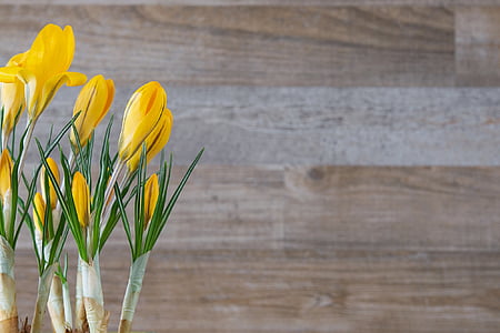 tilt shift lens photography of yellow tulip flowers thumbnail