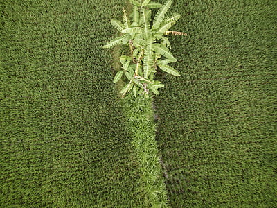 top view of green grass area thumbnail