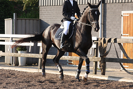 person riding on black horse during daytime thumbnail