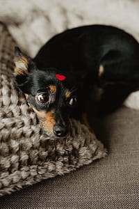 A dog with heart on head thumbnail
