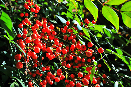 Holy Bamboo Berries, Berries thumbnail