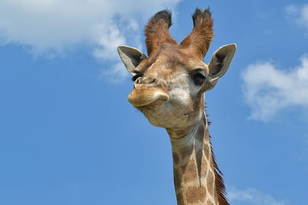 giraffe's head thumbnail