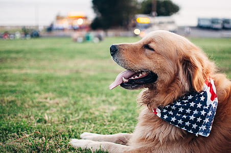 selective focus photography of adult golden retriever laying on green grass field with US flag scarf tied around neck thumbnail
