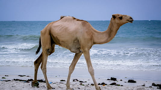 brown camel thumbnail
