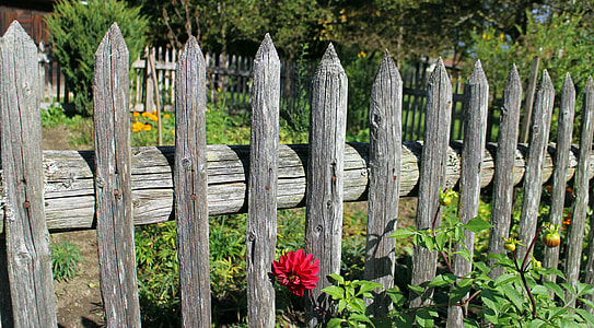 red petaled flower on gray wooden fence thumbnail
