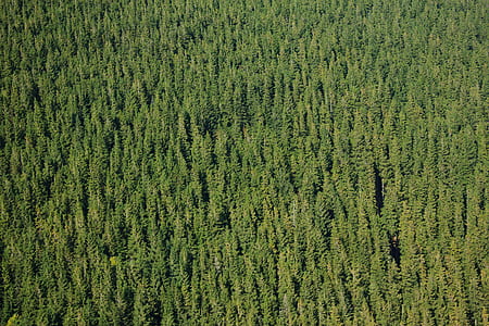 green trees thumbnail