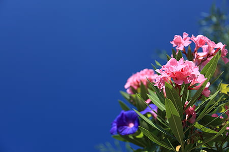 view of violet and pink flowers thumbnail