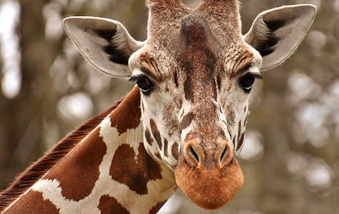 shallow focus photography of giraffe thumbnail