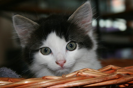 white and black kitten thumbnail