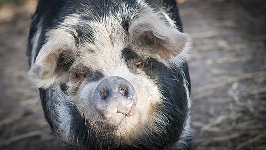 black and white pig in closed-up photo during daytime thumbnail