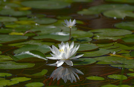white lotus flower on water surrounded with pods thumbnail