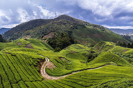 tree covered mountain at daytime thumbnail