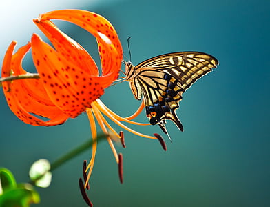 micro photo of tiger swallowtail butterfly perched on orange flower thumbnail