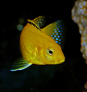 gold fish thumbnail